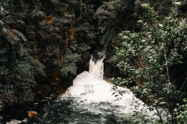 Narrow fast river with cascade between green exotic trees of forest