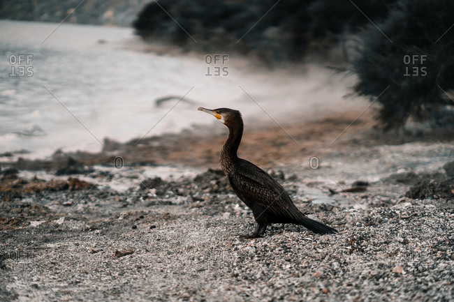 Back view of wild bird near coast with green trees and water surface on blurred background