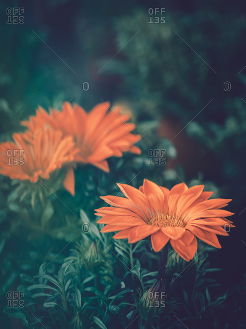Pretty flower growing in garden