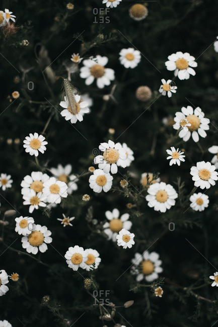 field of daisies vintage