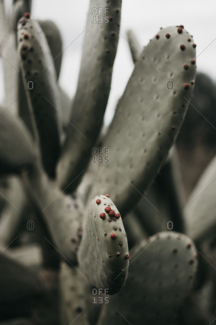 Closeup wonderful green cactus with tiny prickly thorns in countryside