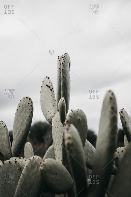 Closeup wonderful green cactus with tiny prickly thorns in countryside