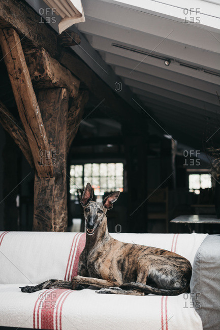 Cute Spanish greyhound relaxing on comfortable couch at cozy home