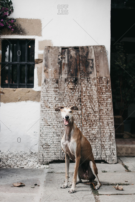 Amazing Spanish greyhound sitting on pavement outside weathered building on street of old town