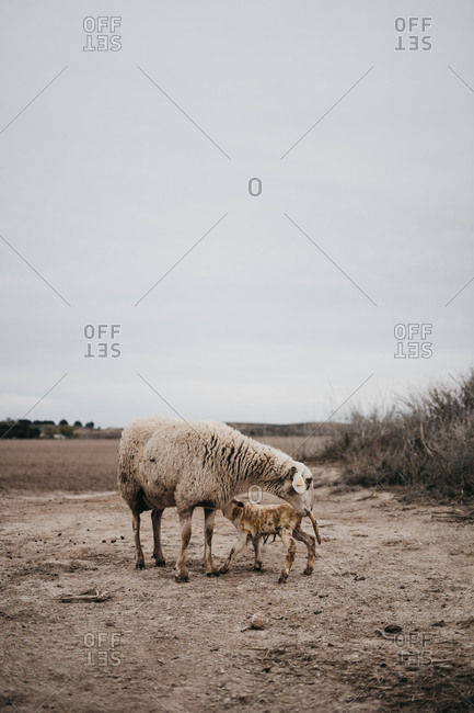 Sheep grazing in the mountain
