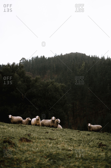 Sheep grazing in the mountain