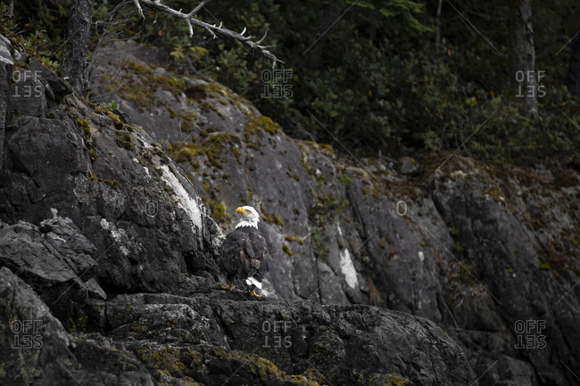 Canada, British Columbia, Johnstone Strait, Bald Eagle on Hanson Island