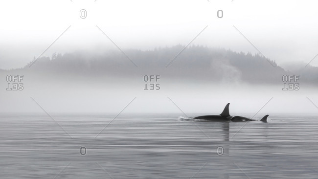 Canada, British Columbia, Orca whales in the Johnstone Strait