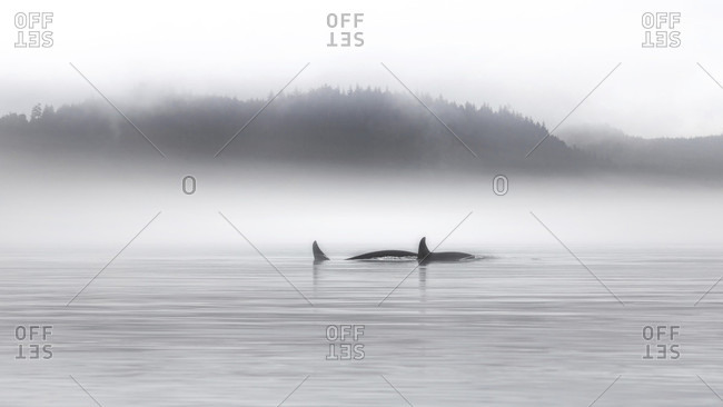 Canada, British Columbia, Orca whales in the Johnstone Strait