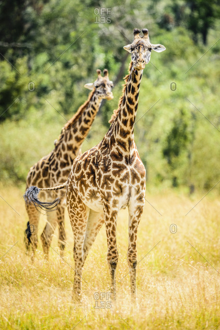 Giraffes walking in savanna, Kenya, Africa