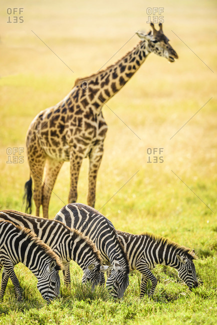 Giraffes and zebra grazing in savanna, Kenya, Africa