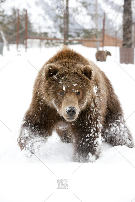 Captive: Kodiak Brown Bear Rushes Through Fresh Snow, Alaska Wildlife Conservation Center, South-central Alaska, Winter. Digitally Altered