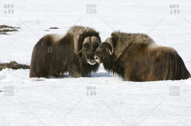 Two Male Musk Oxen Face Each Other In Snow Near Sagwon Bluffs Along The Dalton Highway, Arctic Alaska, Spring