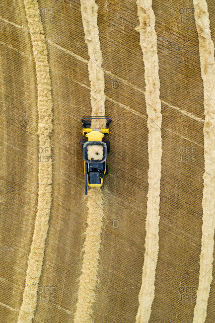 Aerial view directly above a combine collecting lines of grain; Beiseker, Alberta, Canada
