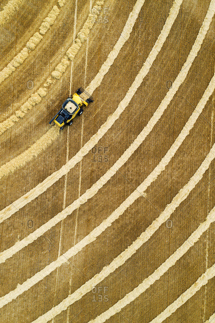 Aerial view directly above a combine collecting lines of grain; Beiseker, Alberta, Canada