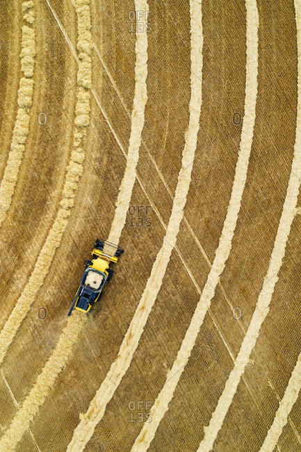 Aerial view directly above a combine collecting lines of grain; Beiseker, Alberta, Canada