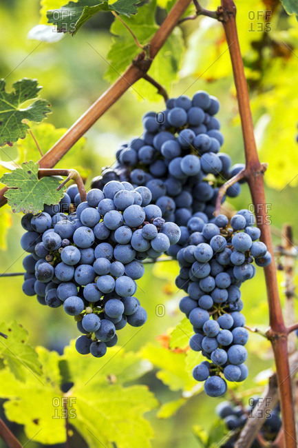 Clusters of purple grapes hanging from the vine; Caldaro, Bolzano, Italy