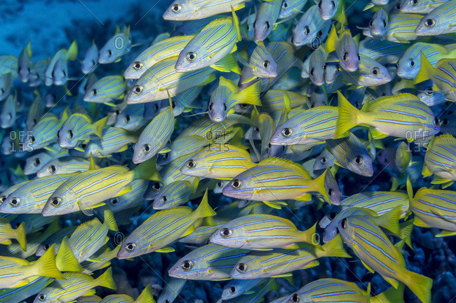 Schooling Bluestripe Snappers (Lutjanus kasmira), a species deliberately introduced into Hawaian waters and now considered invasive, off the Kona coast; Island of Hawaii, Hawaii, United States of America