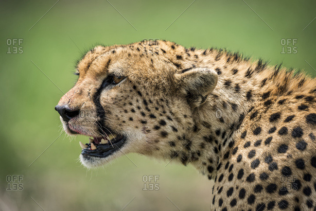Close-up of cheetah (Acinonyx jubatus) head looking out over the grassy savannah with it\'s mouth open. It has golden fur covered with black spots, and there are traces of blood on it\'s face from a kill it has just been eating. Taken in Serengeti National 