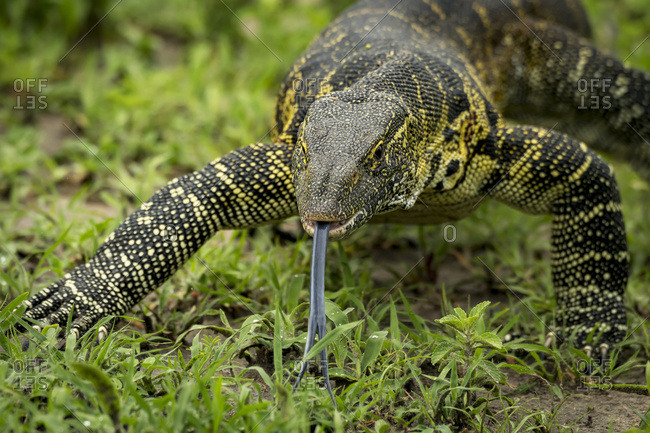 Close-up of monitor lizard (Varanus varius) with tongue out, Tarangire National Park; Tanzania