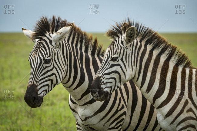 Close-up of two plains zebra (Equus quagga) standing side-by-side, Ngorongoro Crater; Tanzania