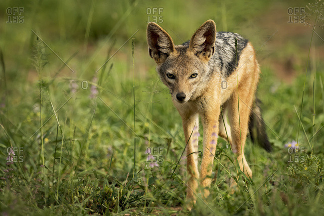 Silver-backed jackal (Canis mesomelas) stands in sunshine among flowers, Serengeti National Park; Tanzania