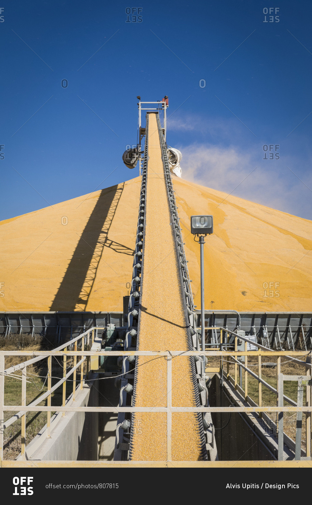 Harvested corn on conveyor belt to 