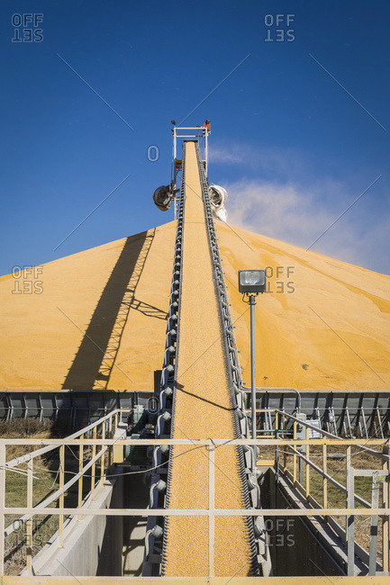 Harvested corn on conveyor belt to 