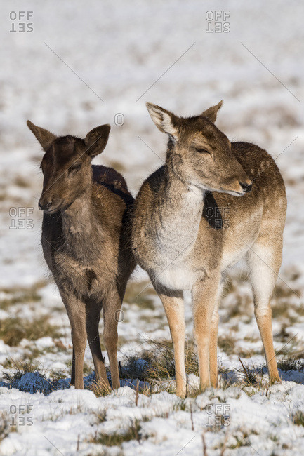 Red deer (Cervus elaphus) and Fallow deer(dama dama) standing side by side in snow; London, England