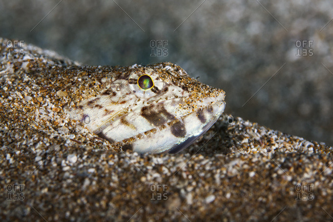 Close-up of a Lizardfish (Synodontidae) buried in the sand; Maui, Hawaii, United States of America