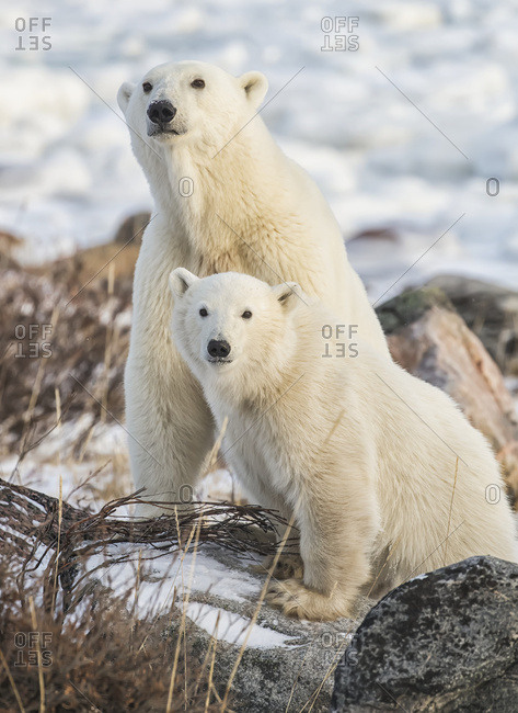 Mother and cub Polar bears (Ursus maritimus) sitting in the snow; Churchill, Manitoba, Canada