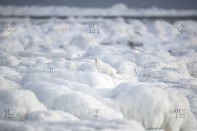 Arctic Fox (Vulpes Lagopus) Walking Through The Ice Chunks On Hudson Bay;  Churchill, Manitoba, Canada Stock Photo - Offset