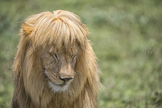 Male lion (panthera Leo) with great hair; Ndutu, Tanzania