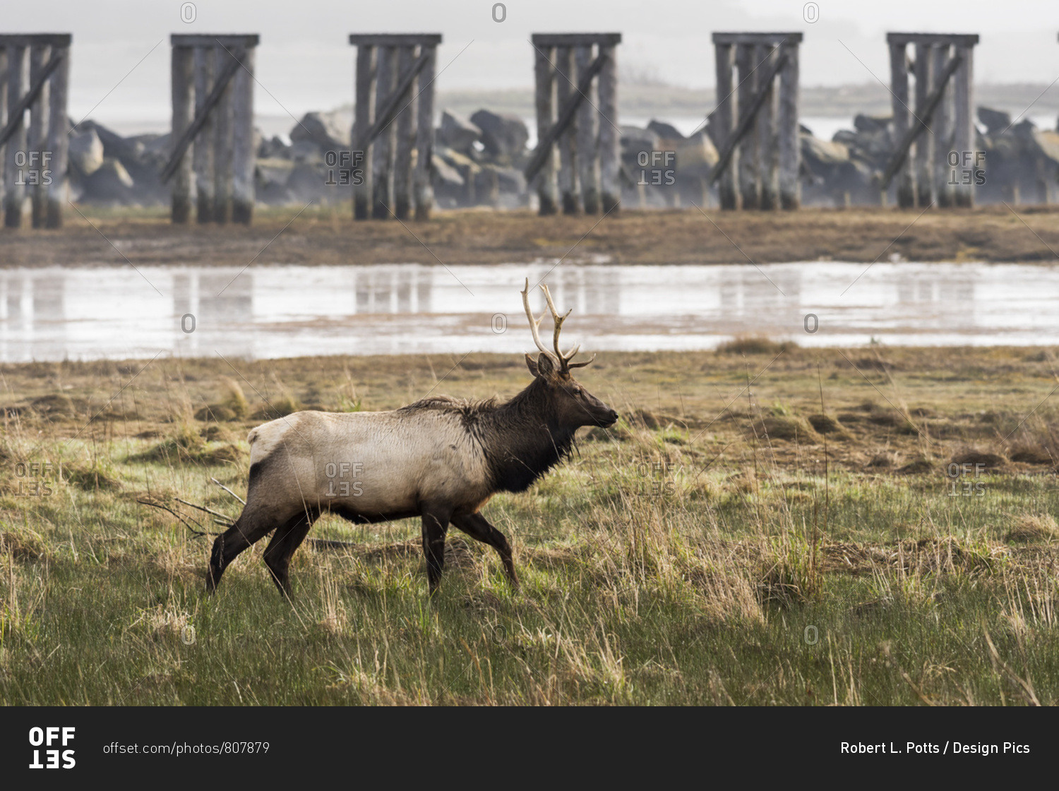 A young bull Roosevelt Elk (Cervus canadensis roosevelti) visits Trestle Bay; Hammond, Oregon, United States of America