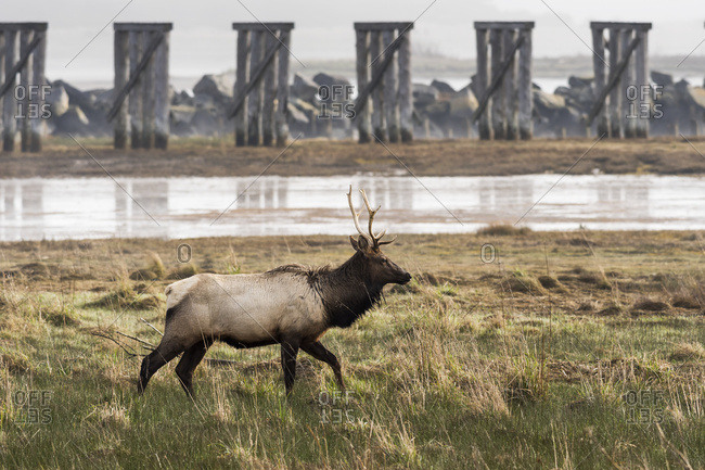 A young bull Roosevelt Elk (Cervus canadensis roosevelti) visits Trestle Bay; Hammond, Oregon, United States of America