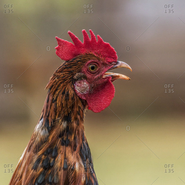 Free-ranging rooster (male Gallus gallus domesticus) crowing on a spring day. One of many free-ranging chickens found on the Hawaiian islands; Kauai, Hawaii, United States of America
