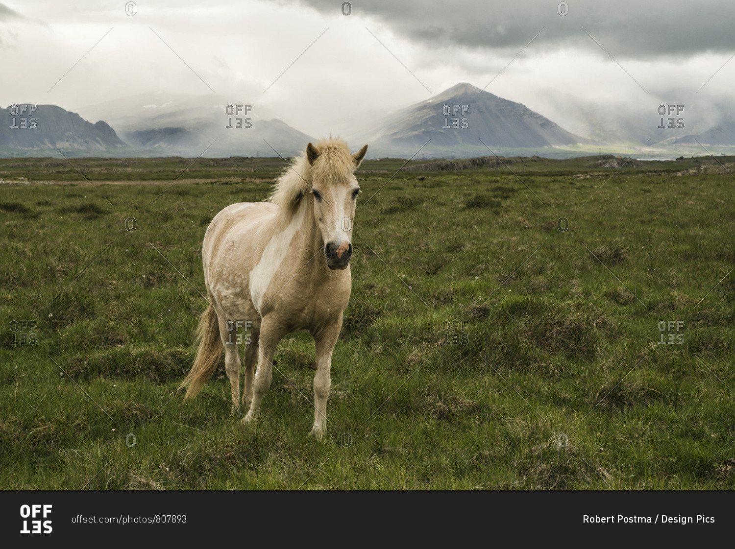 Icelandic horse in a grass field; Iceland