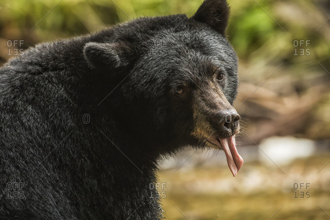 Close-up of a Black Bear (Ursus americanus) with it's tongue sticking out, Great Bear Rainforest; Hartley Bay, British Columbia, Canada