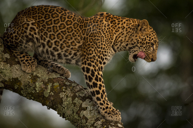 A leopard (Panthera pardus) stands in a tree that is covered in lichen. It has black spots on its brown fur coat and is licking it's lips, Maasai Mara National Reserve; Kenya