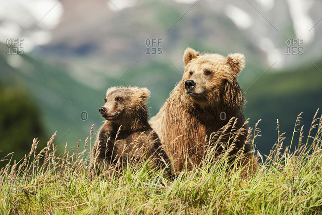 Kodiak Brown Bear (Ursus arctos middendorffi)