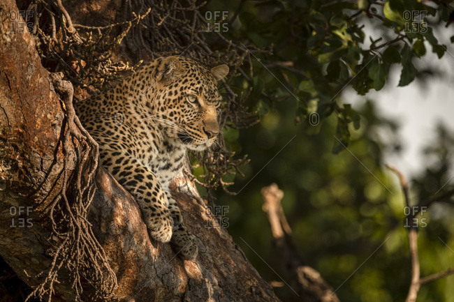 A leopard (Panthera pardus) lies in the fork of a tree with it's head up. It has black spots on it's brown fur coat and is looking for prey, Maasai Mara National Reserve; Kenya