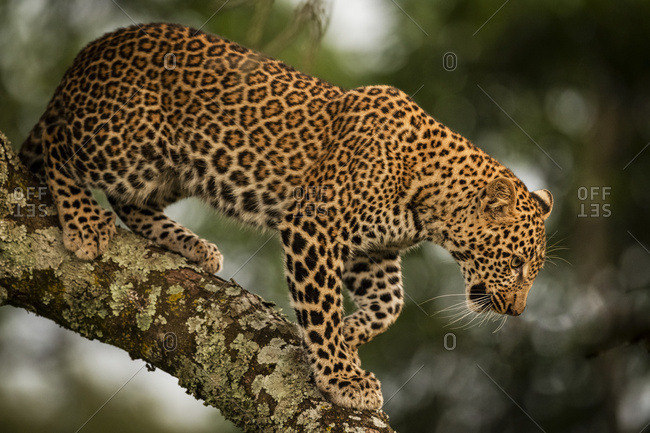 A leopard (Panthera pardus) walks down the lichen-covered branch of a tree. It has black spots on it's brown fur coat and is looking down, Maasai Mara National Reserve; Kenya