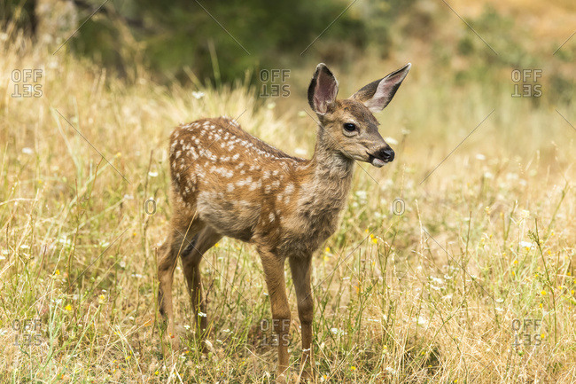 White-tailed deer (Odocoileus virginianus) fawn in the Cascade Siskiyou National Monument; Ashland, Oregon, United States of America