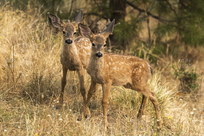 White-tailed deer (Odocoileus virginianus) fawns in the Cascade Siskiyou National Monument; Ashland, Oregon, United States of America