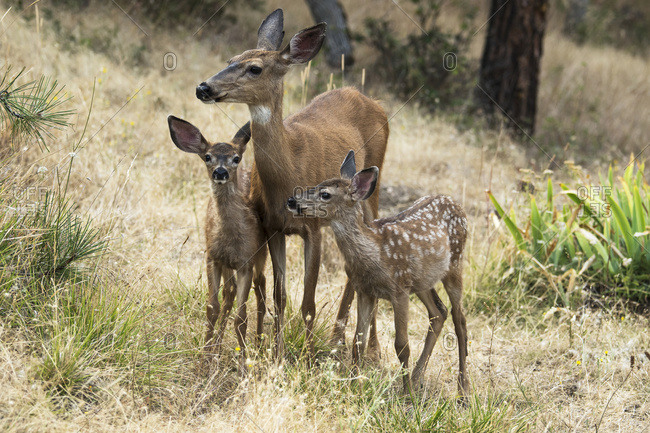 White-tailed deer (Odocoileus virginianus) fawns and doe in the Cascade Siskiyou National Monument; Ashland, Oregon, United States of America