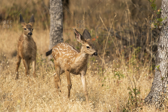 White-tailed deer (Odocoileus virginianus) fawns in the Cascade Siskiyou National Monument; Ashland, Oregon, United States of America