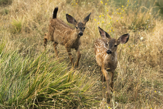 White-tailed deer (Odocoileus virginianus) fawns in the Cascade Siskiyou National Monument; Ashland, Oregon, United States of America