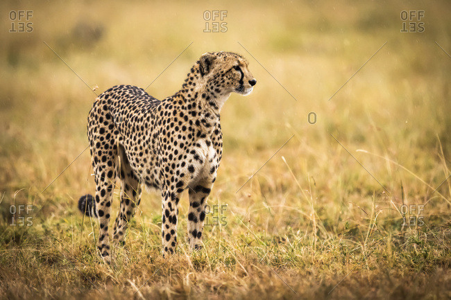 Cheetah (Acinonyx jubatus) standing in grass with head raised, Maasai Mara National Reserve; Kenya