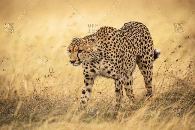 Cheetah (Acinonyx jubatus) walks through grass with head down, Maasai Mara National Reserve; Kenya