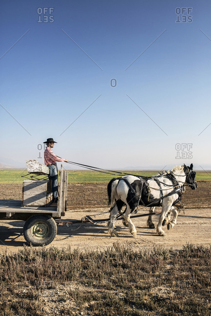 USA, Nevada, Wells, - September 20, 2014:  Cowboy and wrangler Clay Nannini leads a Horse-Drawn Wagon Ride at Mustang Monument, A sustainable luxury eco friendly resort and preserve for wild horses, Saving America's Mustangs Foundation